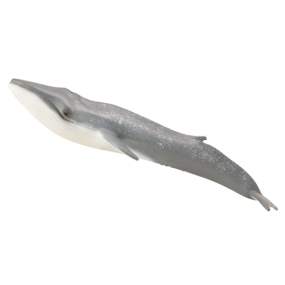 Blue Whale