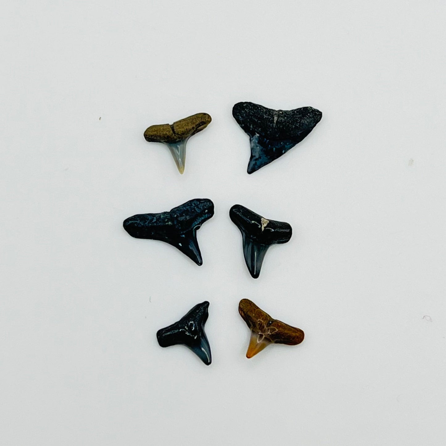 Set of 6 Tiny Shark Teeth - 1/12 Scale Dollhouse Miniature