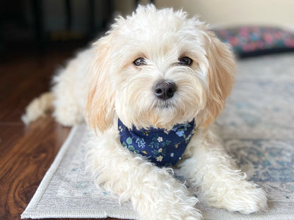 "Mama's Boy" Dog Bandana