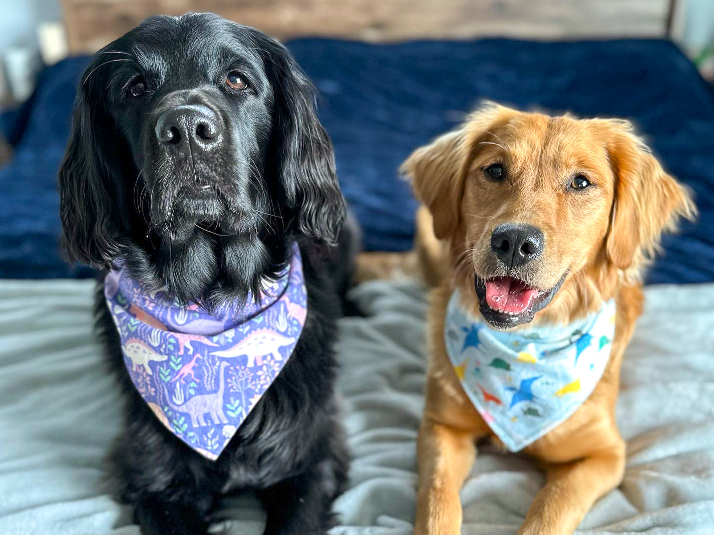"Mama's Boy" Dog Bandana