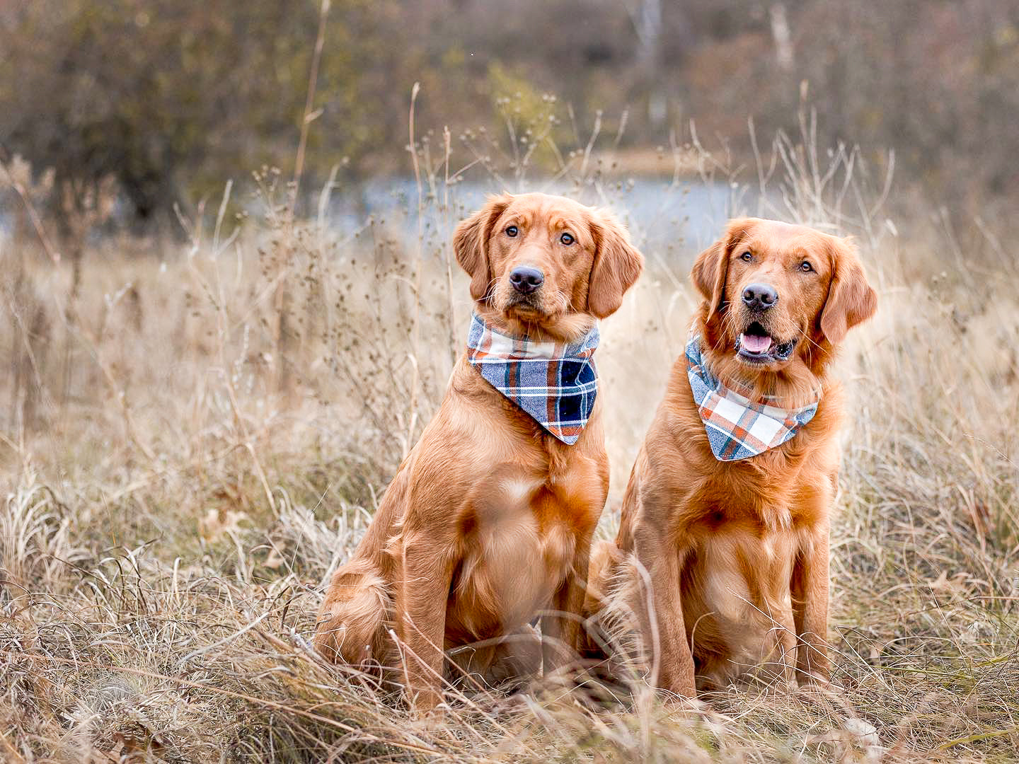"Mama's Boy" Dog Bandana