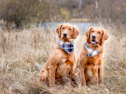 "Heart Breaker" Dog Bandana
