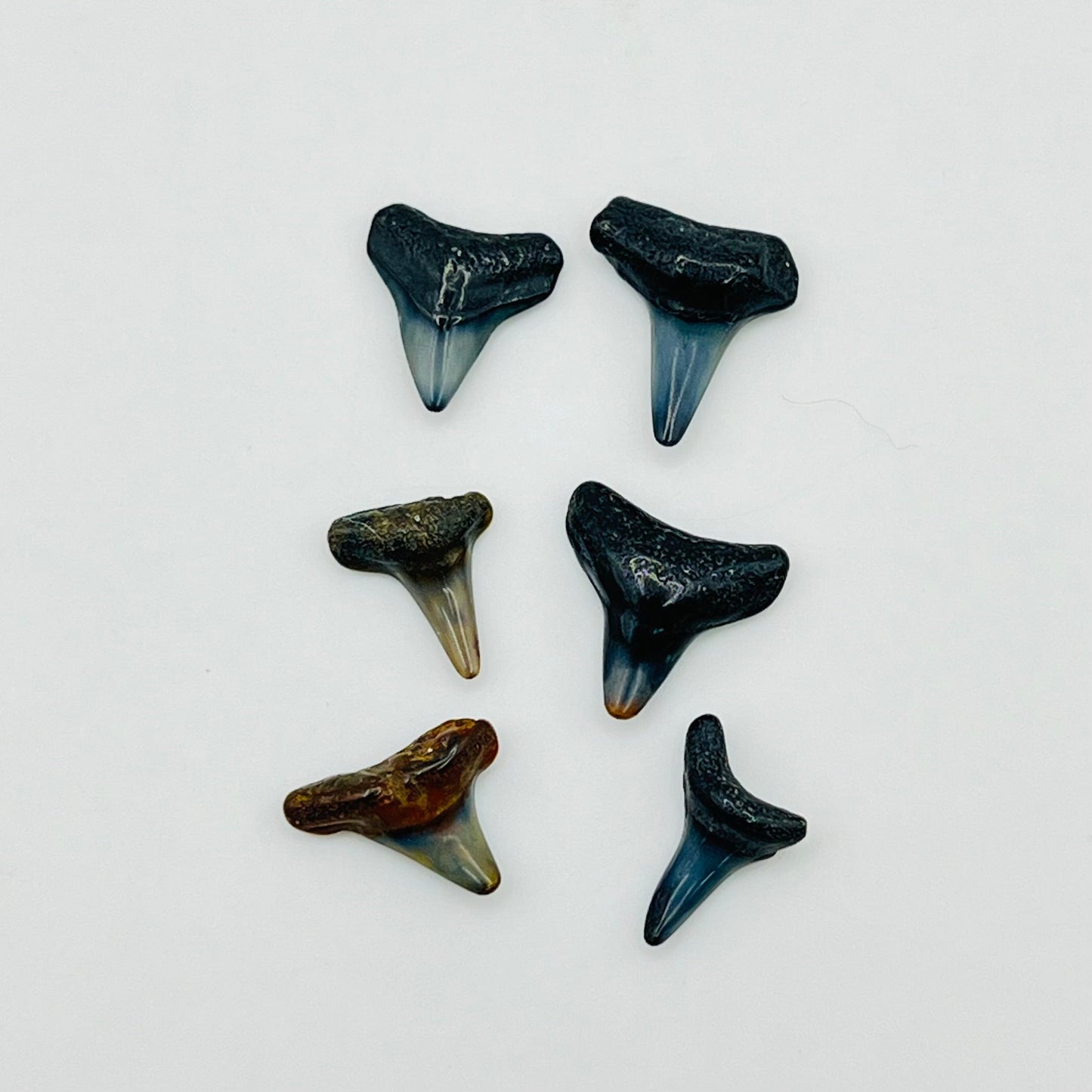 Set of 6 Shark Teeth - 1/12 Scale Dollhouse Miniature